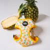 Pineapple Paradise - Harnesses